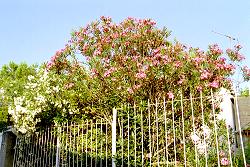 blühender Oleander in den Gassen von Veli Losinj