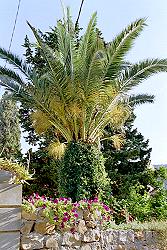 südliches Flair - Palmen in Gärten in Veli Losinj