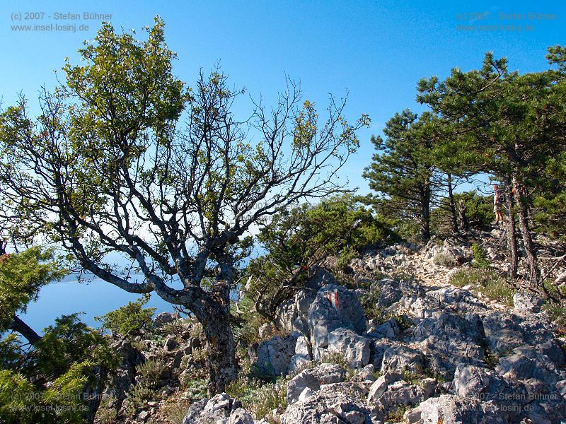 Wanderung zum Osorscica 2006