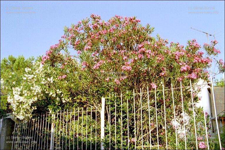 blhender Oleander in den Gassen von Veli Losinj